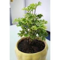 ราคา เล็บครุฑ ด่าง แคระ (1506043804)