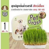 ราคา Green Pet Grass ชุดปลูกข้าวสาลีอ่อนออร์แกนิค ช่วยเรื่องขับถ่าย ปลอดสารพิษ สำหรับสุนัข แมว กระต่าย (180 กรัม/แพ็ค)reen Pe (3801245763)