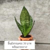 ราคา ลิ้นมังกร ลิ้นมังกรแคระ ราคาถูก น่ารัก ตั้งโต๊ะ ฟอกอากาศ พร้อมกระถาง ลิ้นมังกร (4884536449)