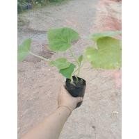 ราคา ต้นพันธุ์ ฟักทอง บัตเตอร์นัต ถุงดำพร้อมปลูก 29บาท ฟักทอง น้ำเต้า บัตเตอร์นัท Butternut (25544050285)