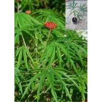 ราคา ฝิ่นต้น ทิงเจอร์ต้น รักษาโรคพร้อมปลูกลงดิน ต้นล่ะ70 (10424503163)