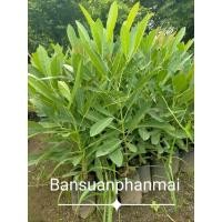 ราคา ต้นเหลืองปรีดียาธร ขนาด80_100ซม. (43856676859)