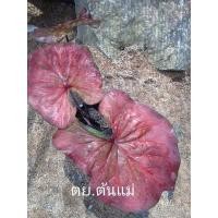 ราคา บอนสีจอมทัพในกระถาง4นิ้ว-นาครบอนสี (9694464469)