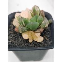 ราคา Haworthia obtusa มารีนด่าง (9245658947)