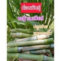 ราคา ท่อนพันธุ์หญ้าเนเปียร์ ตัด 2 ข้อ (25270626950)