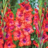 ราคา 10 หัว แกลดิโอลัส Gladiolus ดอกซ่อนกลิ่นฝรั่ง ดอกคำมั่นสัญญา สายพันธุ์ Tricolor (24554425697)