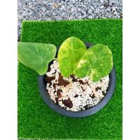 ราคา colocasiayellowsplash บอนนาญี่ปุ่น (11354391137)