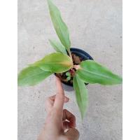 ราคา เศรษฐีก้านทอง#เศรษฐีก้านทอง (13115728275)