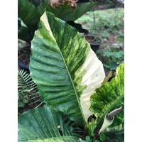 ราคา โชคเก้าชั้นด่างขาว ด่างชมพู เลือกต้นได้ ไม้มงคล ไม้ฟอกอากาศ (23723762439)