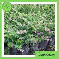 ราคา ต้นหลิวม่วง หลิวไต้หวัน ดอกสีม่วงเล็กๆ ไม้ประดับเตี้ย ต้นสูง 10-15 ซม.ต้นไม้มงคล ถุง4 นิ้ว ปลูกง่าย (9161956513)