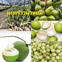ราคา ต้นมะพร้าวน้ำหอม-พันธุ์เตี้ยน้ำหอมหวาน (43753676505)