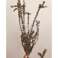 ราคา ดอกไม้แห้ง ใบยูคาลิปตัส (6833441789)