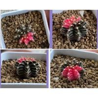 ราคา แคสตัส/กระบองเพชร/ยิมโนlbhbขนาด 2.1cm (11221353806)