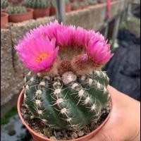ราคา Parodia werneri ( Notocactus uebelmannianus ) พาโรเดีย เวอเนอรี่ ดอกสีม่วงเข้ม (21037582088)