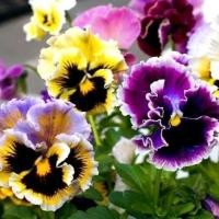 ราคา 50 เมล็ด ดอกหน้าแมว ดอกแพนซี่ (Pansy Seeds) สายพันธุ์ Pansy Rokoko Mixed (42672662539)