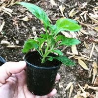 ราคา วอเตอร์เครสฮาวาย ผักสลัดน้ำ ต้นวอเตอร์เครส ราชินีแห่งผัก (5920264120)