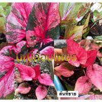 ราคา มณีล้อมเพชร บอนสีแรร์ๆ บอนด่าง ต้นสวยด่างแล้ว จัดส่งทั้งกระถาง (18943350587)