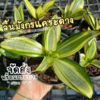 ราคา ต้นลิ้นมังกรแคระด่าง ( SANSEVIERIA TRIFASCIATA 'GOLDEN HAHNII' ) ลิ้นมังกร ต้นไม้ฟอกอากาศ ต้นไม้มงคล ต้นไม้ฟอกอากาศ จิ๋ว (3984787747)