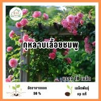 ราคา เมล็ดพันธุ์ดอกกุหลาบเลื้อยสีชมพู 10 เมล็ด (51452677161)