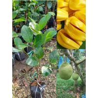 ราคา ต้นขนุนเพชรราชาชุด 2 ต้น 259 บาททาบกิ่งขนาด60-80 ซม. (25789262919)