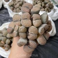 ราคา ไลทอป ไลทอปฟอร์มกอ ไลทอปกอใหญ่ *มีอย่างละกอนะคะ* (11051792113)