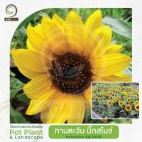 ราคา AGA AGRO I "ทานตะวัน บิ๊ก สไมล์" พันธุ์ต้นเตี้ย ดอกใหญ่ สีเหลืองตาดอกดำ-100เมล็ด-Helianthus BigSmile (2163242098)