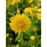 ราคา ต้นกล้าดอกเก็กฮวยเหลือง ปักชำมีรากพร้อมปลูก (21089096582)