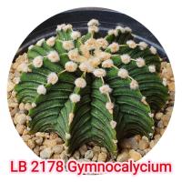 ราคา ยิมโน LB 2178 Gymnocalycium แคคตัส กระบองเพชร ไม้เมล็ด (22273737761)