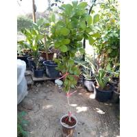 ราคา กิ่งตอนต้นแก้วเจ้าจอม 10 ใบ (15568115502)