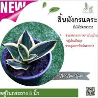 ราคา ลิ้นมังกรแคระ ไม้ประดับฟอกอากาศ ลิ้นมังกรแคระ (ไม้ฟอกอากาศ) สีเขียว (9704314435)