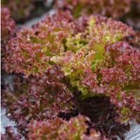 ราคา เรดคอรัล Red Coral (แบบเคลือบ ชุดละ 500 เมล็ด) (3849830497)