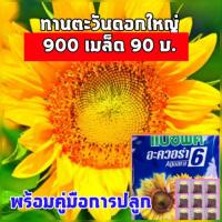 ราคา 900 เมล็ด เมล็ดดอกทานตะวันดอกใหญ่ เมล็ดดอกทานตะวันเมล็ดพันธุ์ เมล็ดทานตะวันชมดอก เมล็ดดอกทานตะวันต้นไม้และเมล็ดพันธุ์ (6731676949)
