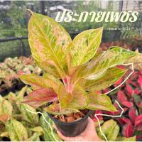 ราคา ต้นประกายเพชร อโกลนีมา ต้นไม้มงคล ไม้ฟอกอากาศ กระถาง 6 นิ้ว (26412823192)