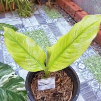 ราคา เศรษฐีวินสันด่างลายหินอ่อน (15604688992)