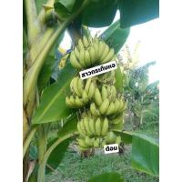 ราคา หน่อพันธุ์กล้วยสาวกระทืบหอเพื่อปลูก (40807393428)