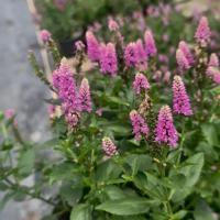 ราคา New ต้น Veronica spicata เวโรนิก้า สปิคาต้า ไม้ประดับแต่งสวน กระถาง 8 นิ้ว (28686627554)