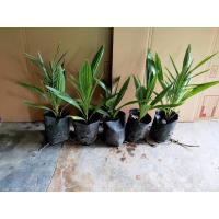 ราคา ต้นอินทผาลัม อินทผาลัม พันธุ์บาฮี ทานผลสด (5350533846)