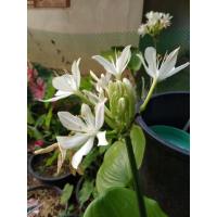 ราคา ว่านนางคุ้ม ว่านมงคล (3687316203)