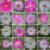 ราคา เมล็ดคอสมอสแฟนซีคละสี1 ชุด ปลูกประดับบ้านเรือน รีสร์อท (6902456681)