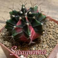 ราคา ยิมโนด่าง สีเขียวด่างชมพูเข้ม,ด่างแดงม่วง (7343479869)