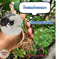 ราคา ตำแยแมว กิ่งตำแยแมว ต้นตำแยแมว 30 ต้น สมุนไพรตำแยแมว ตำแยตัวผู้, ตำแยป่า, หญ้าแมว, หญ้ายาแมว, หานแมว, ลังตาไก่, อเนกคุณ (5645590343)