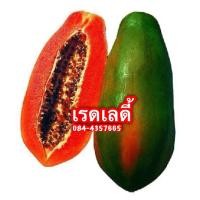 ราคา เมล็ดพันธุ์มะละกอ พันธุ์เรดเลดี้ชุดละ30เมล็ด (9418768733)