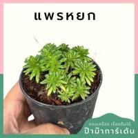 ราคา แพรหยก พร้อมกระถาง 3 นิ้ว (24512158978)