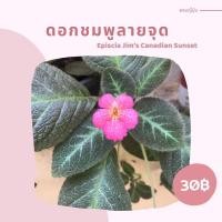 ราคา ต้นพรมญี่ปุ่นดอกชมพูลายจุด( จิมจุด ) กระถาง 3 นิ้ว (13825749078)