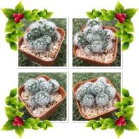 ราคา คามิเน่หนามขาว (น่ารักมากมาย!!) (4555592768)