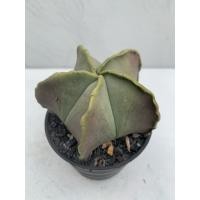 ราคา แอสโตรไฟตัม ไมริโอสติ๊กมา (Astrophytum myriostigma) หมวกสังฆราช (29370196605)