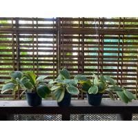 ราคา โฮย่าหัวใจ ใบด่าง แบบ 3 ต้น (4237429591)