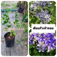 ราคา ต้นแก้เจ้าจอม แก้วเจ้าจอม เพาะเมล็ด (43852321104)