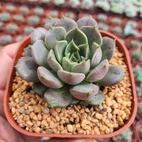 ราคา Echeveria Roman 3 Inch กุหลาบหินนำเข้า ไม้อวบน้ำ Live Succulents Plant (4953741959)