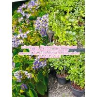 ราคา แก้วเจ้าจอม ต้นไม้มงคลมีกลิ่นหอมให้ร่มเงา ที่ปลูกได้ทั้งในและนอกตัวบ้าน แก้วเจ้าจอม ไม้มงคลที่นิยมใช้แต่งสวน (43604837756)